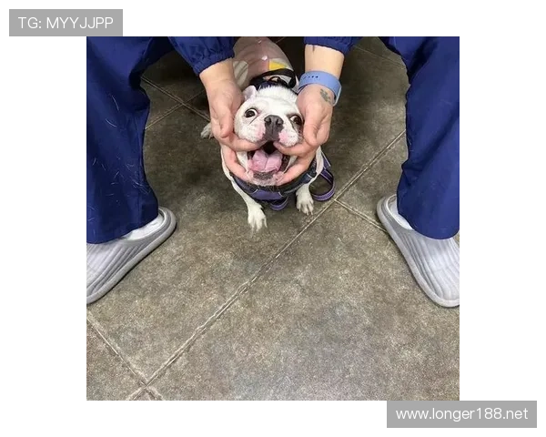 拉皮诺家的狗都比你我活得精致